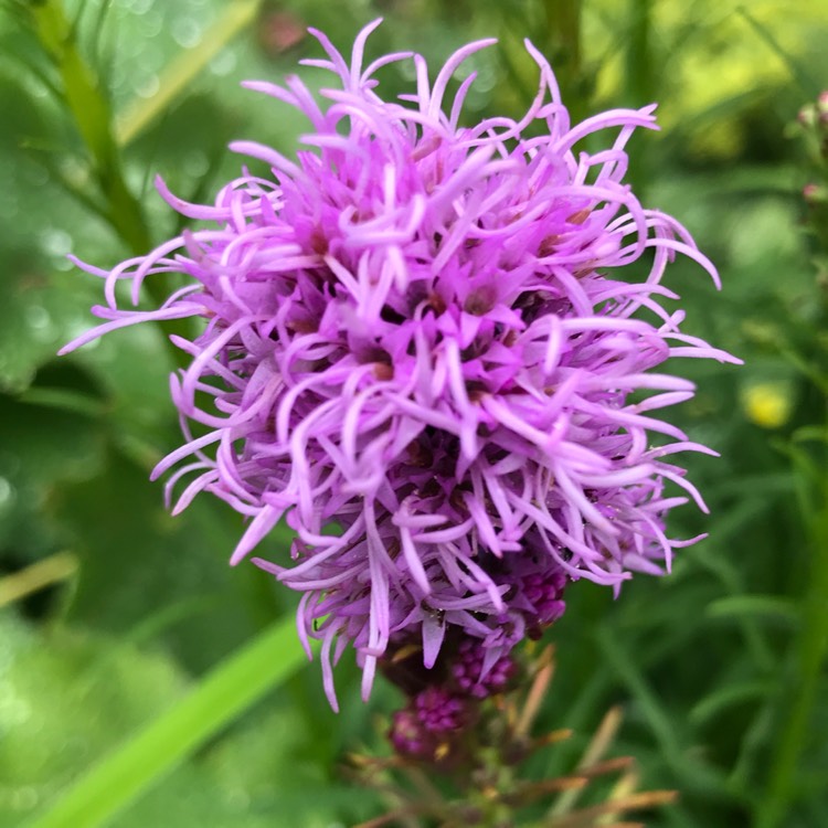 Plant image Liatris spicata 'Kobold'