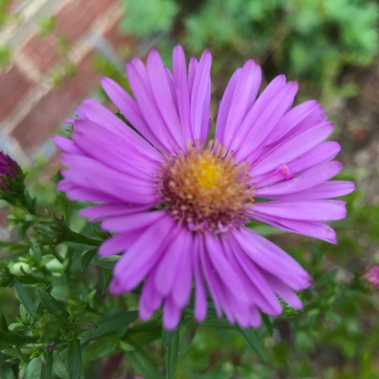 Plant image Callistephus chinensis'Colour Carpet'