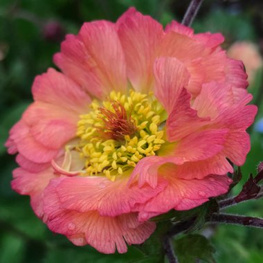 Geum 'Totally Tangerine'