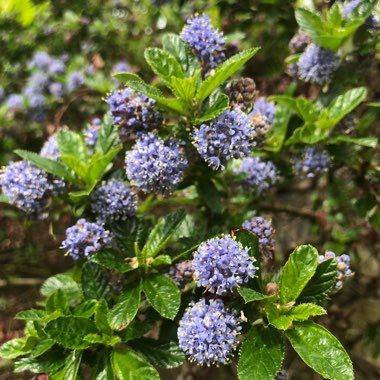 Ceanothus 'Blue Mound'