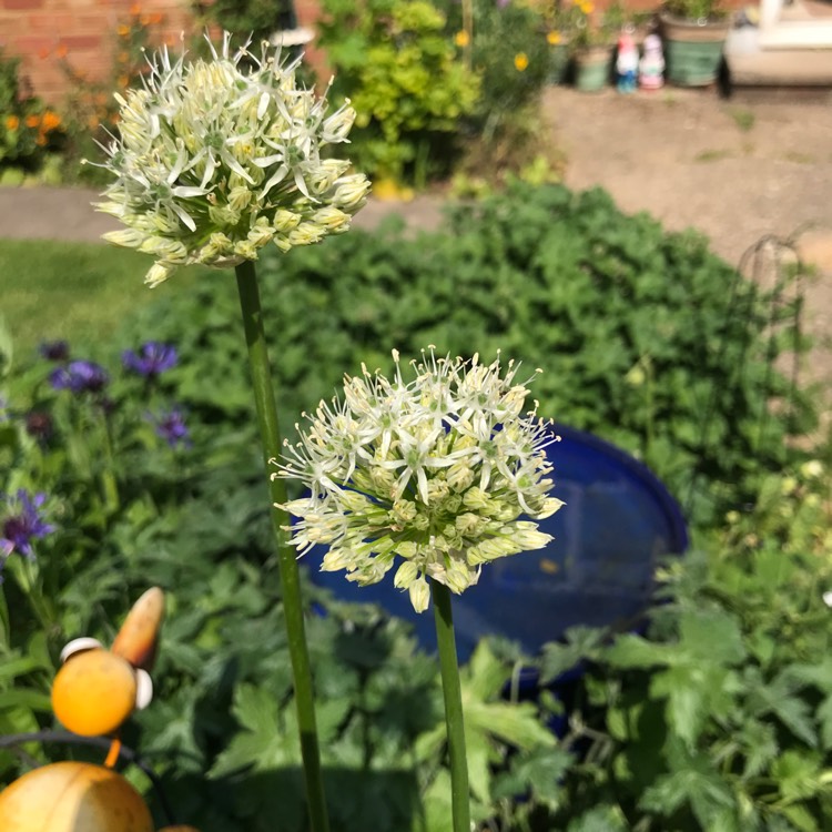 plant image 1490454