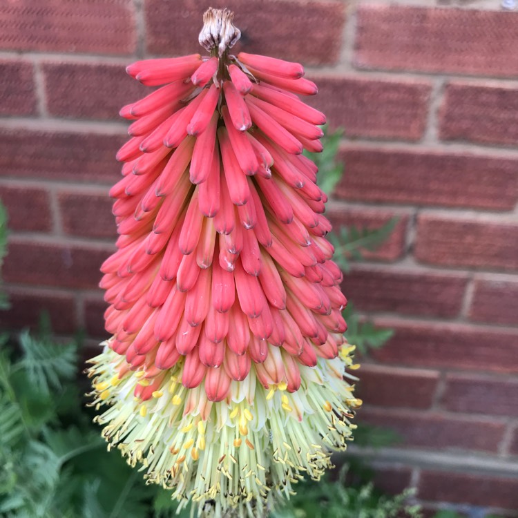 Plant image Kniphofia 'Royal Standard'