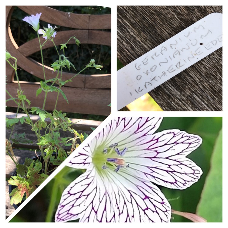 Plant image Geranium x oxonianum 'Katherine Adele'