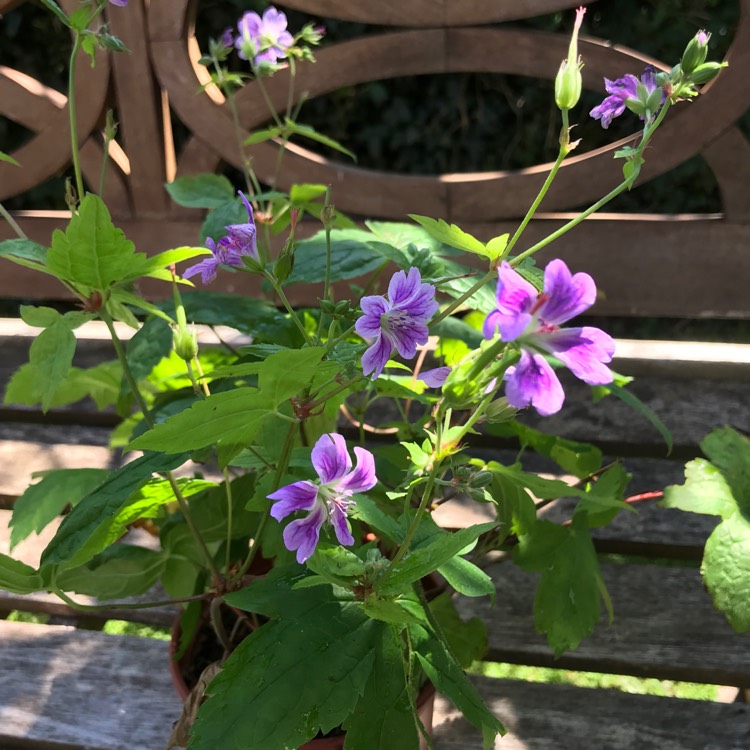 Plant image Geranium nodosum 'Clos du Coudray'