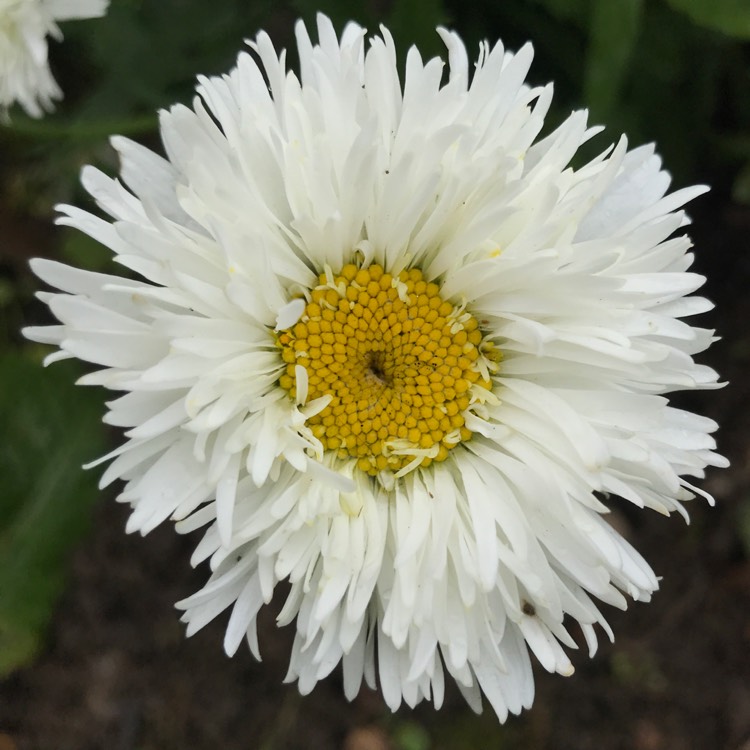 plant image 1516769