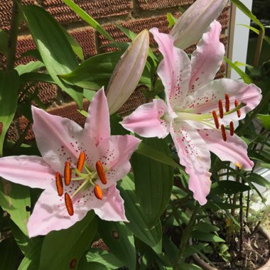 Lilium (Asiatic)