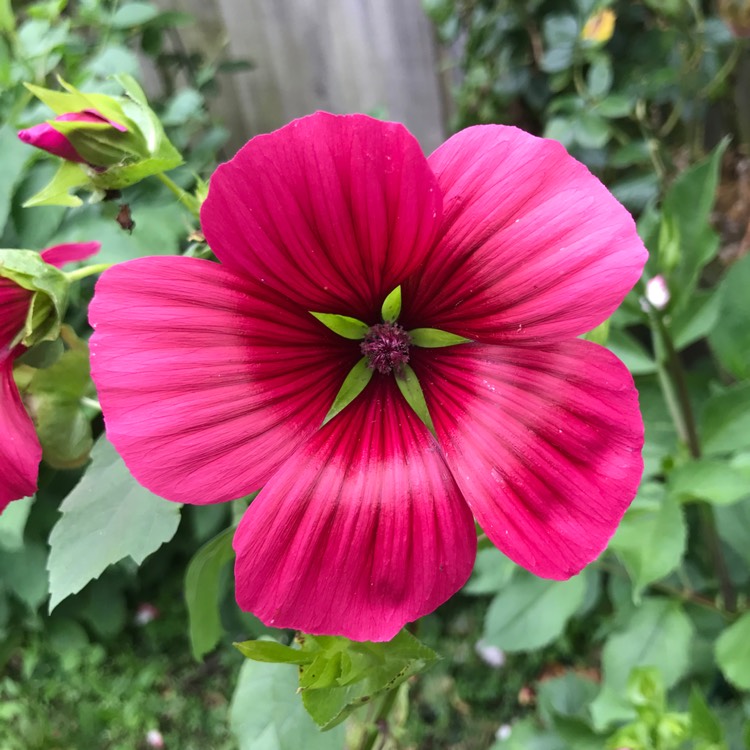 Plant image Malope trifida 'Vulcan'