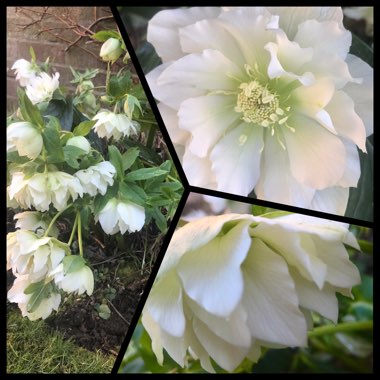 Helleborus x hybridus 'Double Ellen White Spotted' (Double Ellen Series)