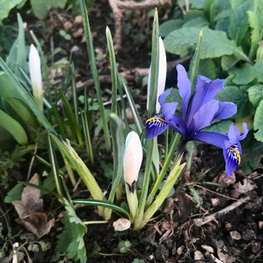 Iris 'Harmony' syn. Iris reticulata 'Harmony'