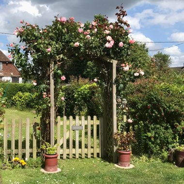 Rosa 'Ausled' syn. Rosa 'A Shropshire Lad'