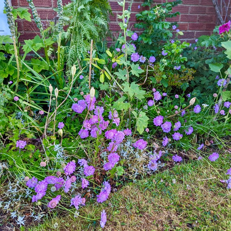 Plant image Scabiosa Caucasica 'Fama Blue'