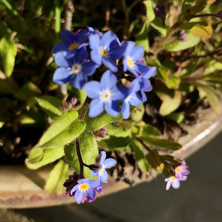 plant image 1655133