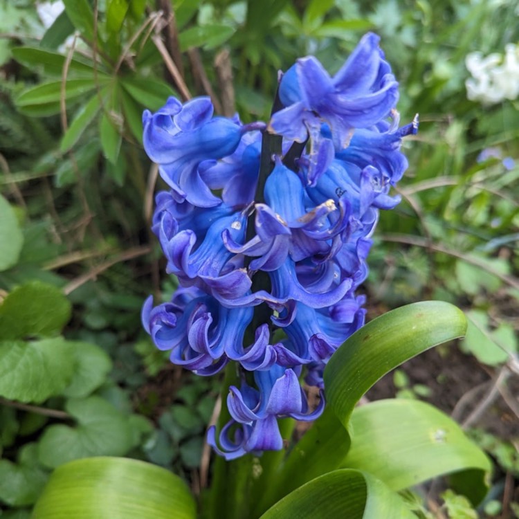 plant image 1655135