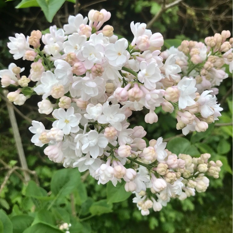 Plant image Syringa vulgaris 'Krasavitsa Moskvy' syn. Syringa vulgaris 'Beauty Of Moscow'