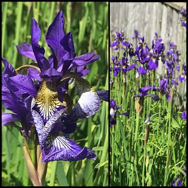 Iris sibirica