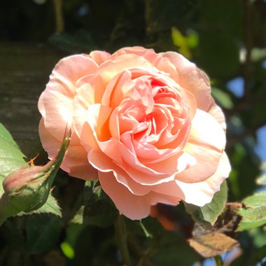 Rosa 'Ausled' syn. Rosa 'A Shropshire Lad'