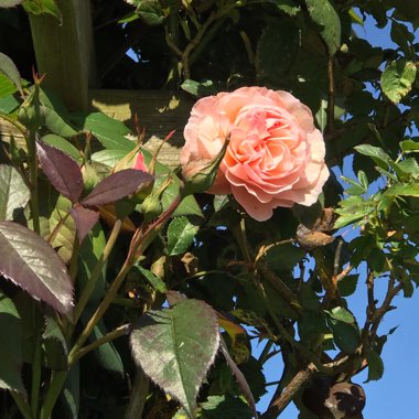 Rosa 'Ausled' syn. Rosa 'A Shropshire Lad'