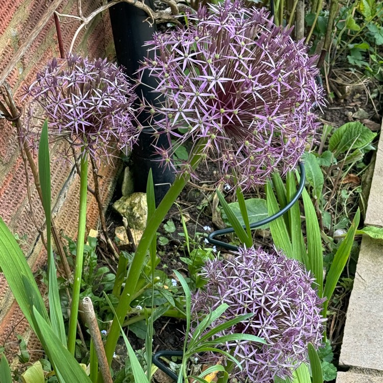 plant image 1714022