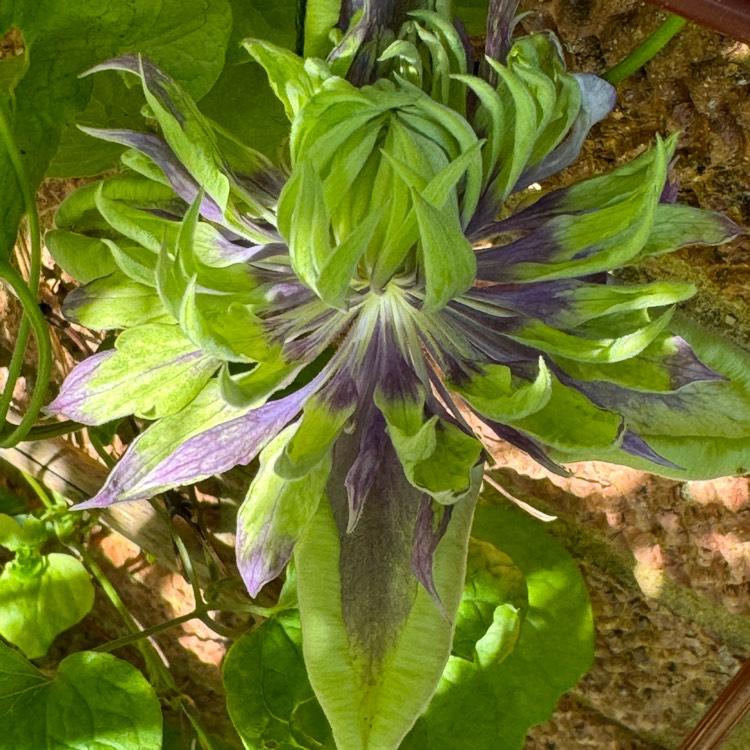 plant image 1714031