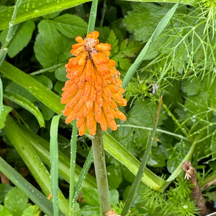 plant image 1714061