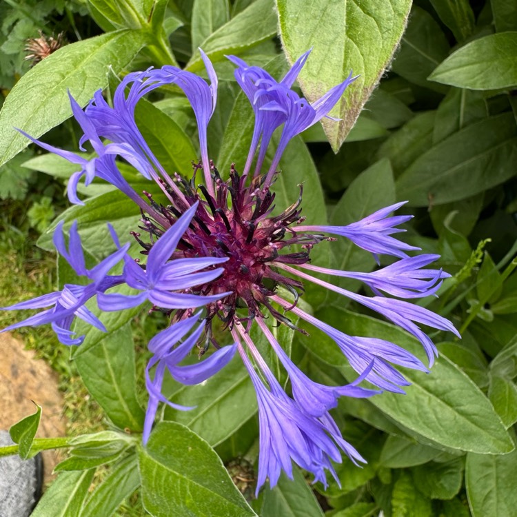 plant image 1714077