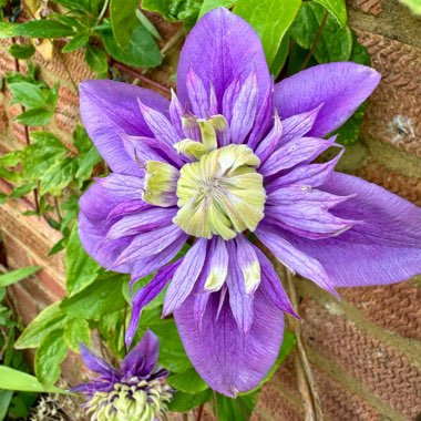 Clematis florida 'Taiga'