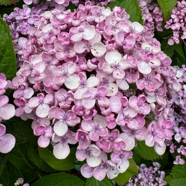 Hydrangea