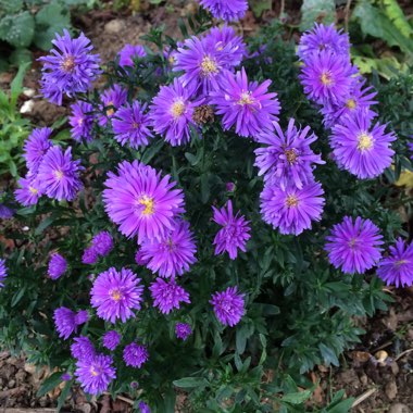 Aster novi-belgii 'Eventide'