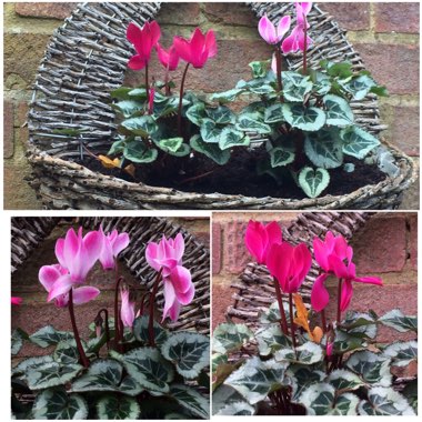 Cyclamen