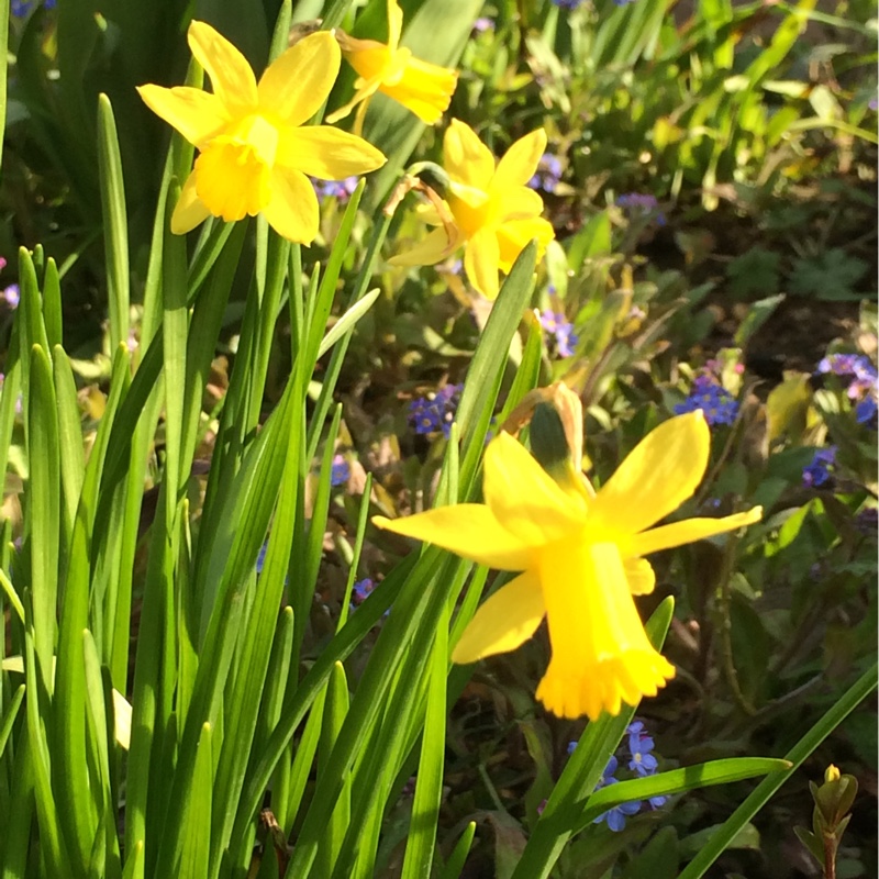 Narcissus 'Tête-à-Tête'