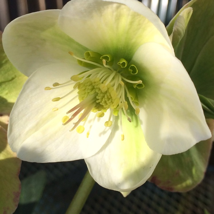 Plant image Helleborus 'White Beauty'