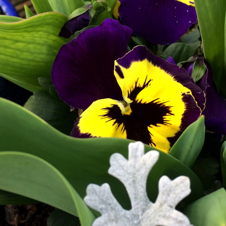 Plant image Viola cornuta 'Rocky Mickey'