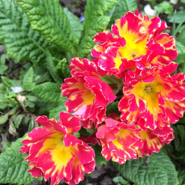 Plant image Primula 'Romance'