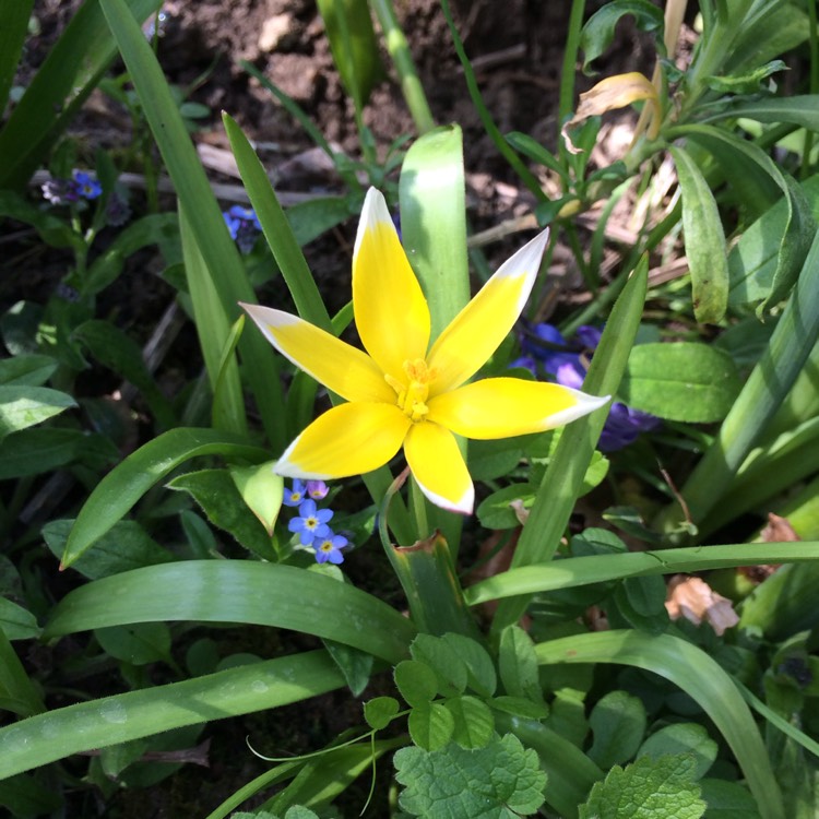 Plant image Tulipa tarda