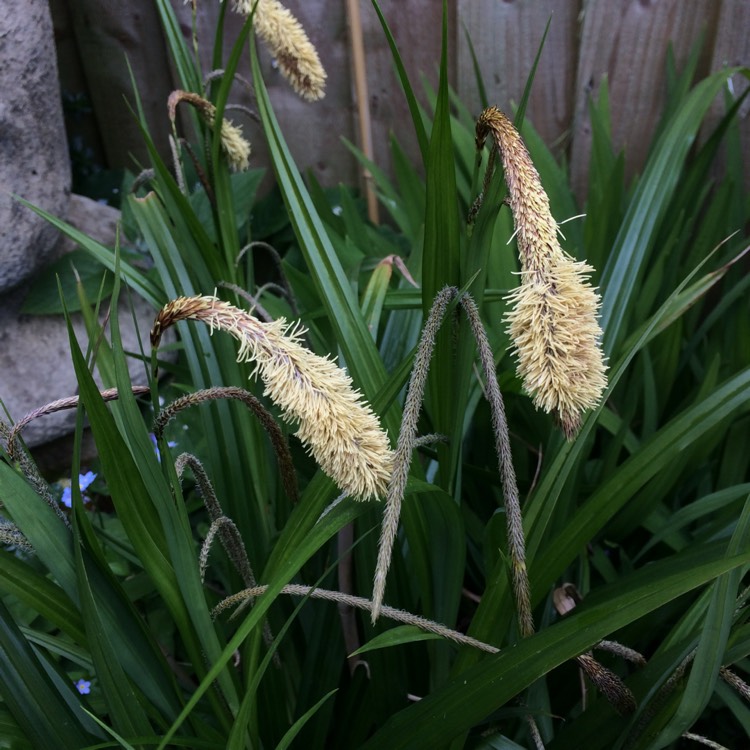 plant image 370135