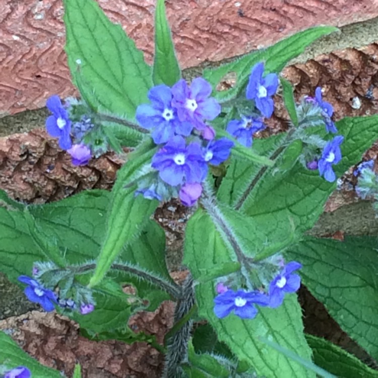 Plant image Brunnera macrophylla