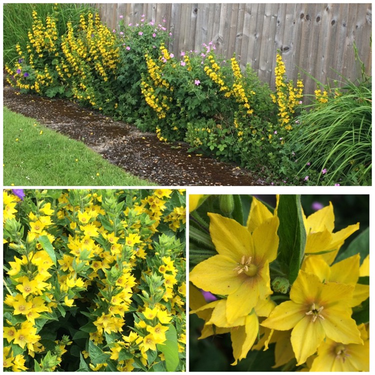 Plant image Lysimachia punctata