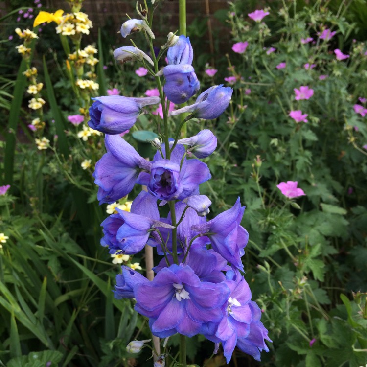 Plant image Delphinium elatum 'Skyline'