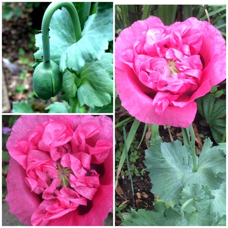 Plant image Papaver paeoniflorum 'Prom Puff'