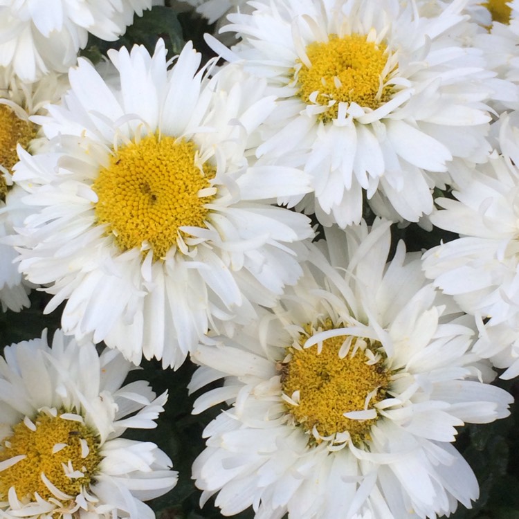 Plant image Leucanthemum x superbum 'Freak'