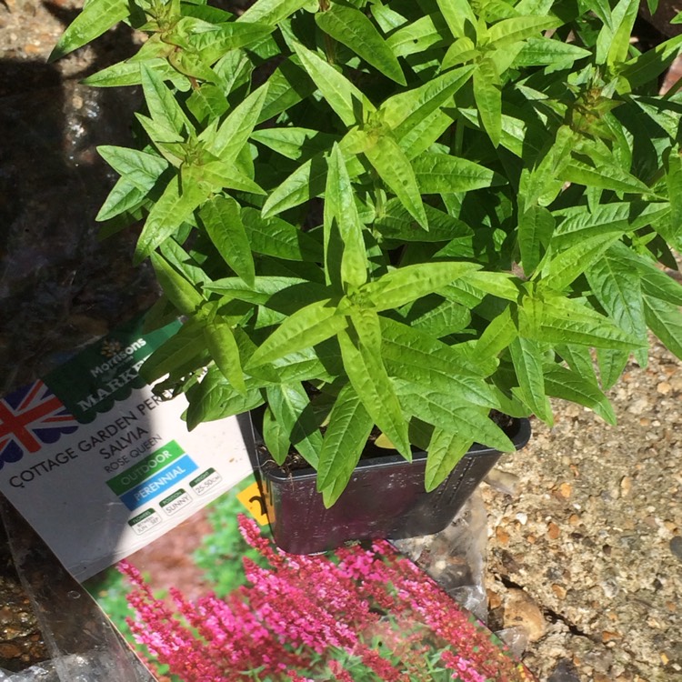 Plant image Salvia x sylvestris 'Rose Queen'