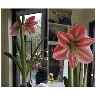 Hippeastrum (Galaxy Group) 'Apple Blossom'