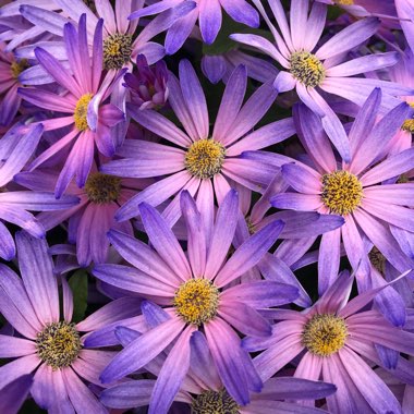 Pericallis x hybrida 'Sunseneraibu' (Senetti Series) syn. Pericallis 'Senetti Lavender'