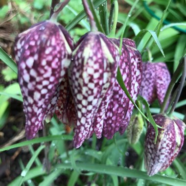 Fritillaria meleagris