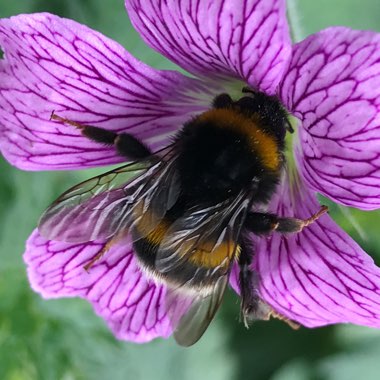 Geranium