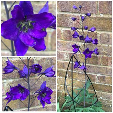 Delphinium 'Magic Fountains Dark Blue Black Bee'