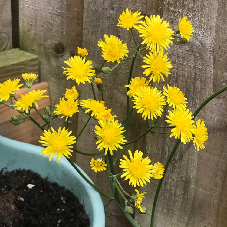 Plant image Senecio Jacobaea