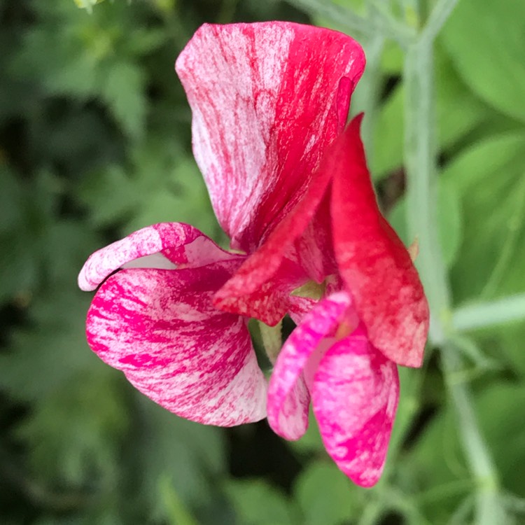 Plant image Lathyrus odoratus 'Scented Mix'