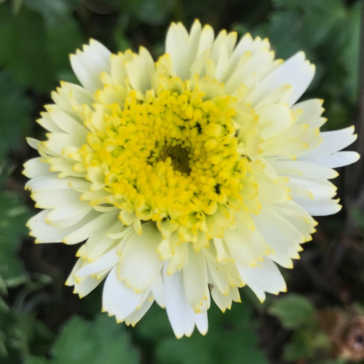 Plant image Leucanthemum x superbum 'Crazy daisy'