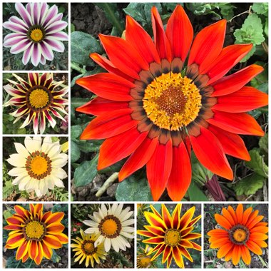 Gazania